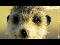 Spy Robot Meerkat & The Lost Baby