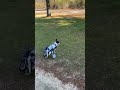 #disableddog #doglife #dog