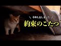 野良猫と交わした小さな約束..今年も「あのこたつ」が戻ってきた!