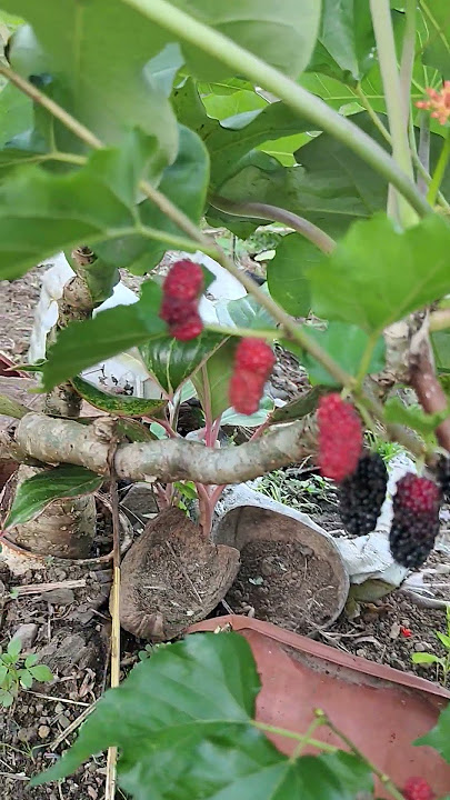 What kind of plant is this#shorts#subscribe#plants