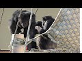 チンパンジー Chimpanzees 東山動植物園 2020/01/13