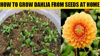 How To Grow Dahlia Flower Plant From Seeds/Gardening 4u