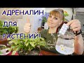 Чудесный эффект! РОЖДЕСТВЕННИК, ДЕКАБРИСТ И АСПИРИН