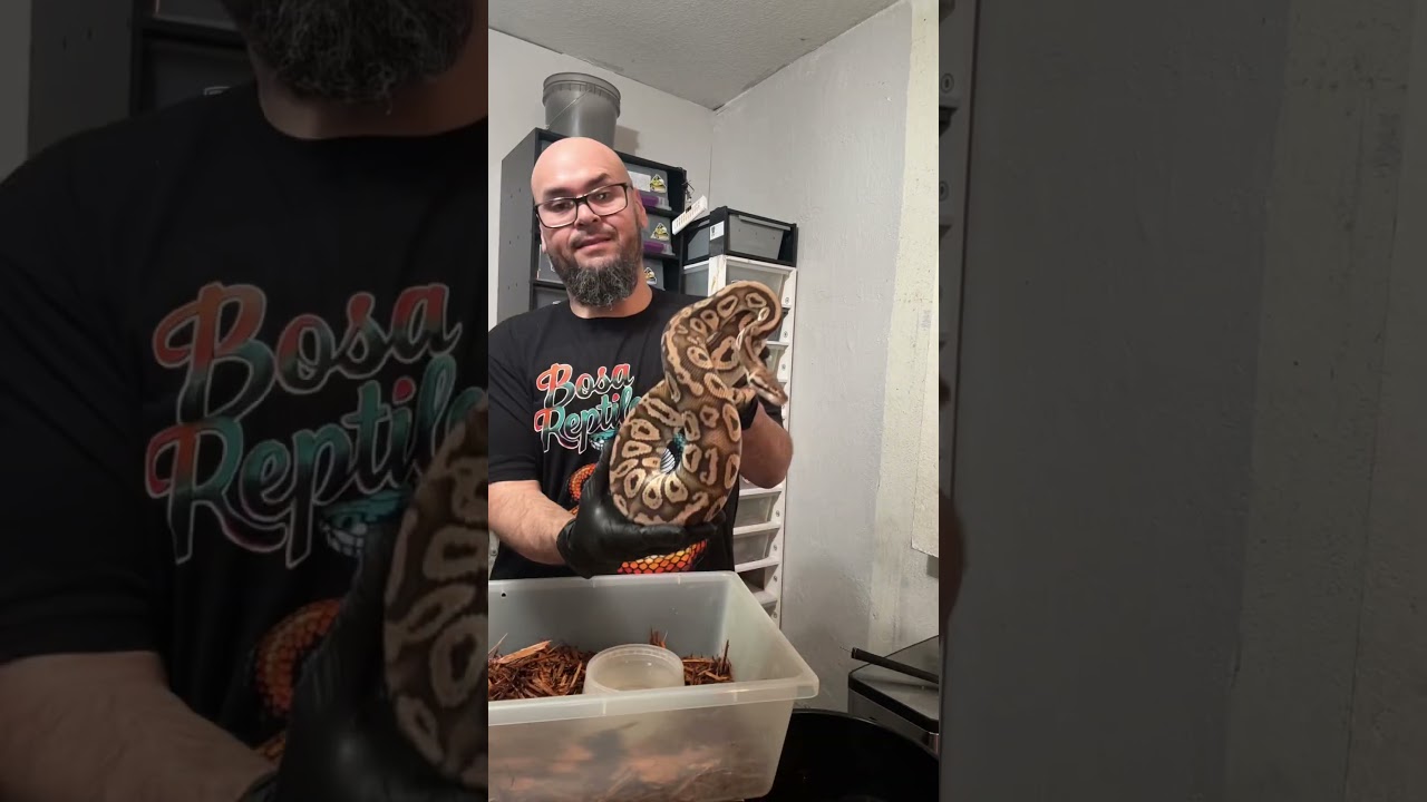 Timelapse snake cleaning. #music #petsnake #snakekeeper #eminem #notafraid #letsgo #reptiles #snake