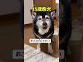 お散歩行きたい‼️15歳柴犬に癒される💕　　#老犬　#犬　#かわいい犬 #柴犬　#散歩