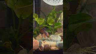 Hombre Hunting Bug Bites