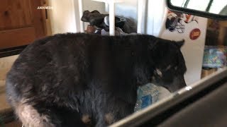 Woman encounters bear in her garage