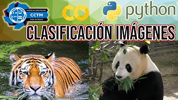 🐼 o 🐯 Clasificación de imágenes | 2 etiquetas | Keras | Tensorflow | ¡Muy Básico! |Python 🤖