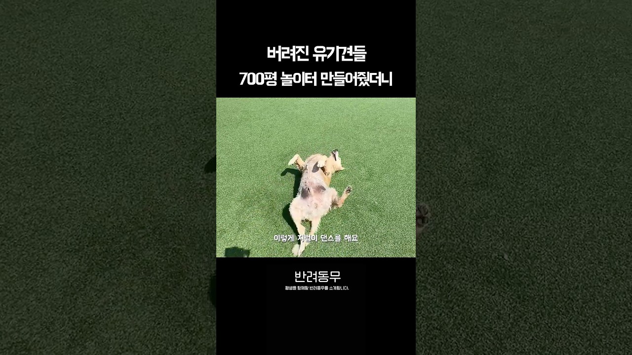 유기견 위해 매달 1,000만원 쓰는 35살