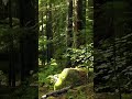 Green Forest. The serene magic of nature 🌲  #nature #naturesounds #relaxingvideo