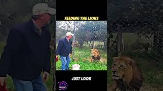 this is why the lion is king 👑 #trending #animals #wildlife #lion #youtubeshorts #viral #shorts