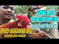 HOW TO CATCH WILD CHICKEN? | DALAWA ANG NAHULI KONG LABUYO || TULODOS