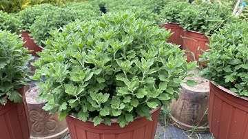 Cơi Đọt Lần 5 Cho Cúc Mâm Xôi 5 Cơi