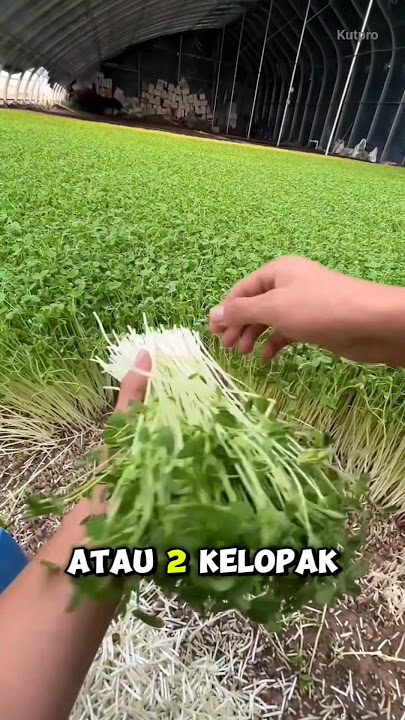 Japanese style bean sprouts #facts #viralvideo
