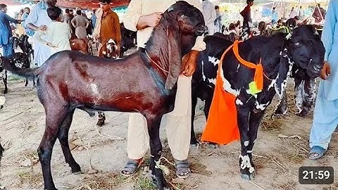 Bakra Mandi Sahiwal Betal nagra Bareedar Bakery Naveed Khan Goat Farm 03017892463