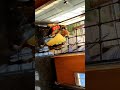 Preparados para pedir Halloween....