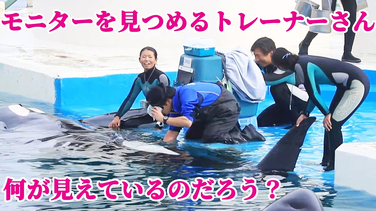 A thorough ultrasound examination of the killer whale Luna