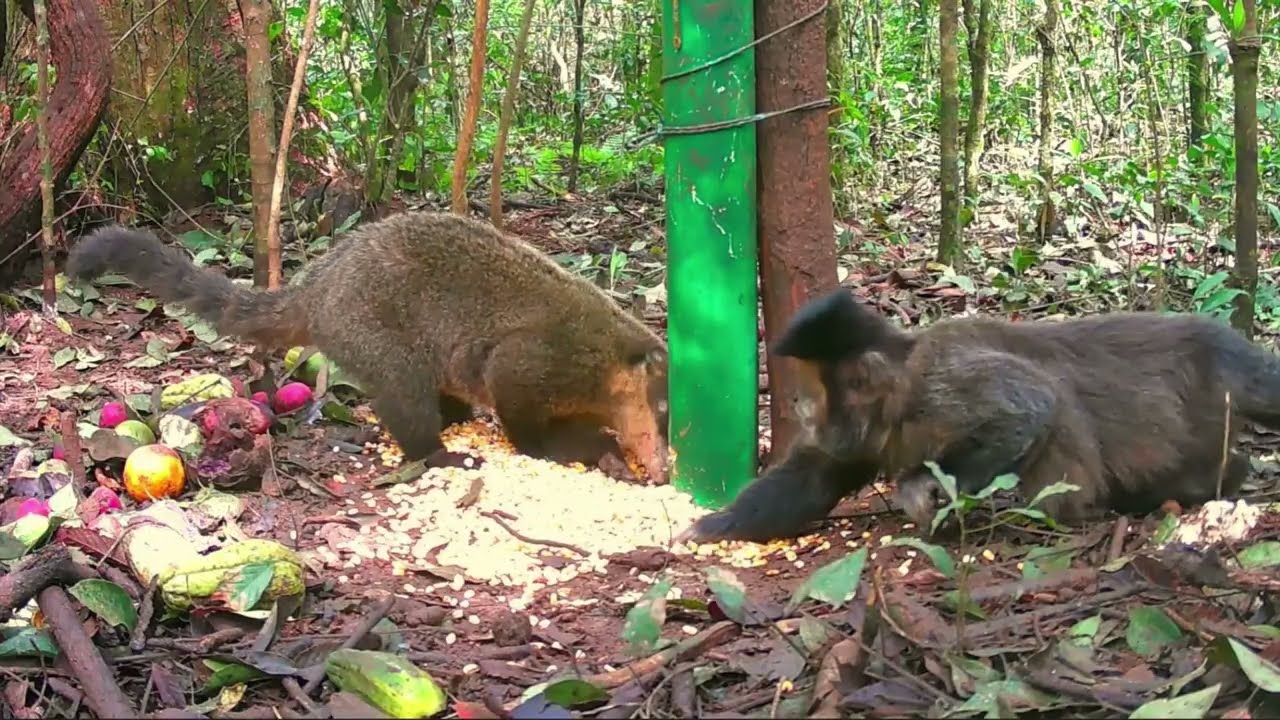 Últimos Registros Nesta Ceva…Mas Outra Já Está Sendo Preparada!