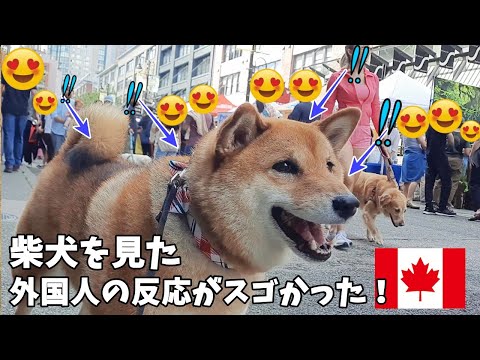 【海外愛され柴犬】海外で大人気! 柴犬を連れて歩くとカナダ人の反応がおもしろすぎ♪【海外の反応】4