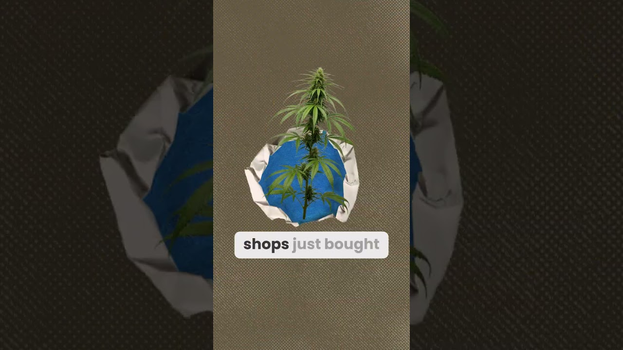 New York Law Grants Access to Out-of-State Medical Cannabis Patients