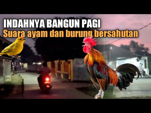 Suasana Pedesaan Pagi Hari || Suara Kokok Ayam dan Kicauan Burung class=