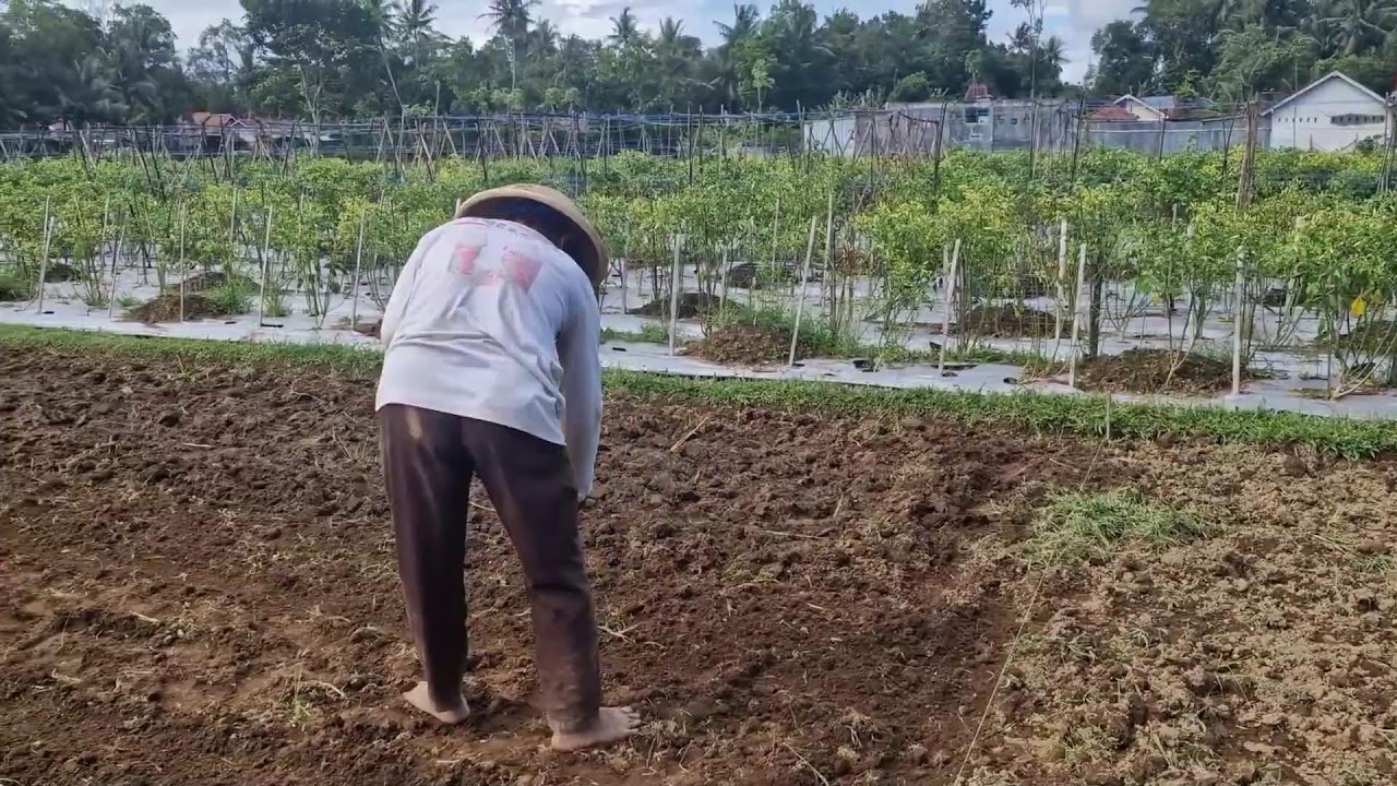 SIMPLE FARMERS' TIPS FOR PREPARING LAND FOR PLANTING WATER SPINACH SEEDS! -Agriculture Farming