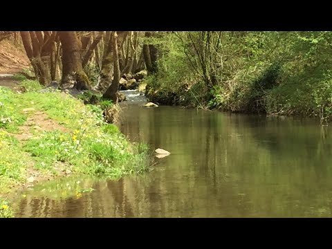 Video: Moss Terrarium Qulluğu - Moss Terrariumları Hazırlamağı öyrənin