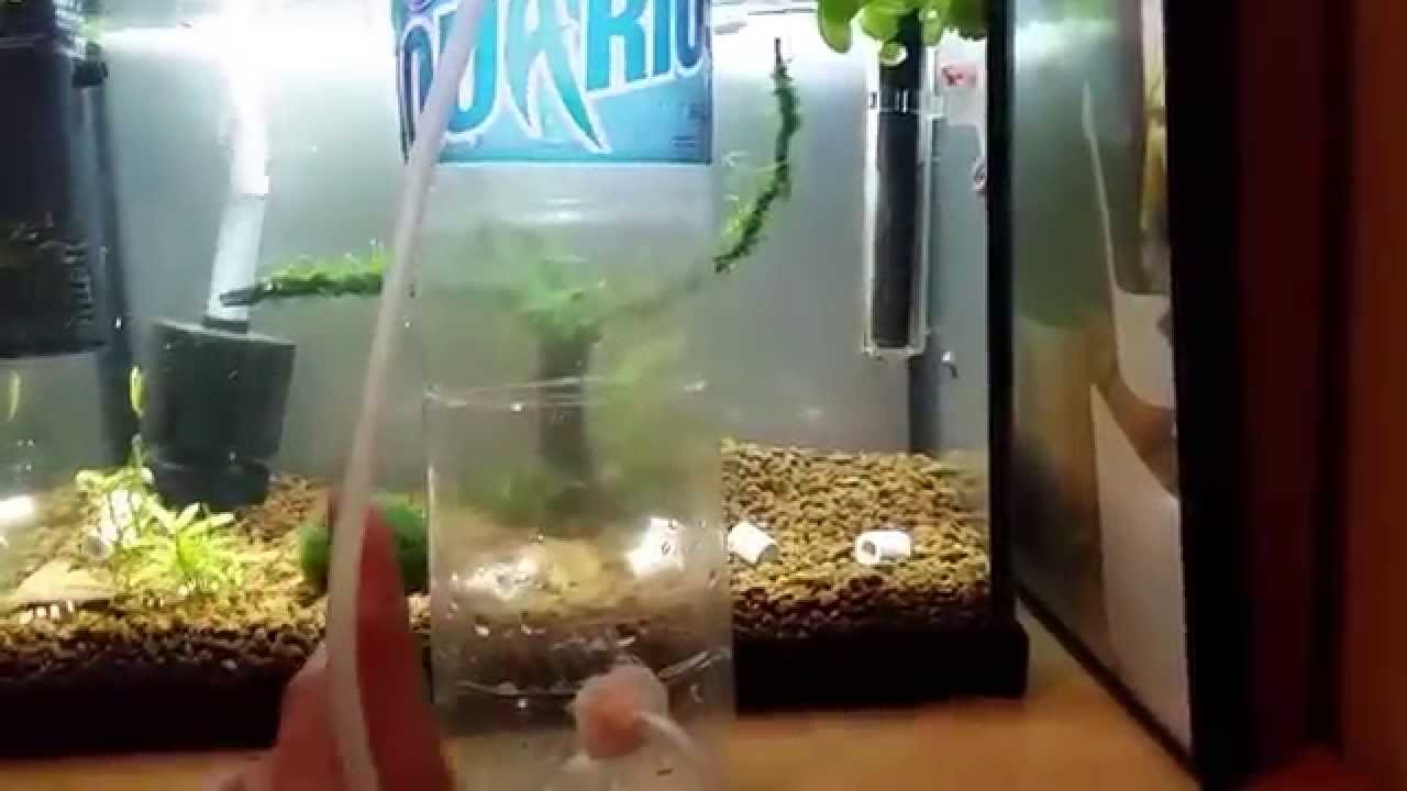 Que agua usar para gambarios o acuarios en vez de ósmosis YouTube