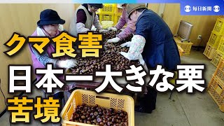 出没相次ぐクマの食害で「日本一大きな栗」が苦境　秋田・仙北