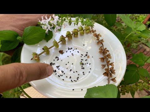 هذه البذور تحرق الدهون وتعطيك الطاقة والحيوية النشاط والتركيز والقوة الجسدية حتى لو عمرك سبعين سنة