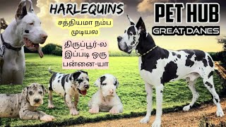 Great dane Harlequin | Dogs Puppies for sale at budget | Puppy price | Kennel in tamilnadu |Tirupur by Book of breeders 37,538 views 10 months ago 15 minutes