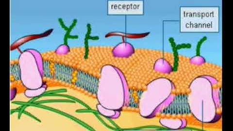 Proteins - the building blocks of life