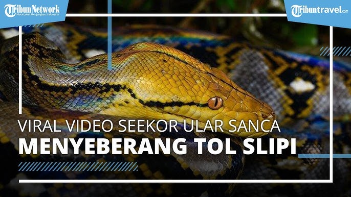 Nozik qiz bilan yigit porno video