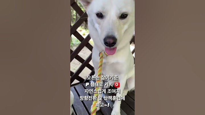 산책훈련 필수품 일체형 리드줄, 올바르게 사용하세요. #믹스견 #진도믹스 #jindodog #강아지 #반려동물 #진돗개