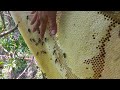 Bắt Tổ Ong Rừng khủng 20 kg mật như thế nào | Giant Honeycomb madu bees