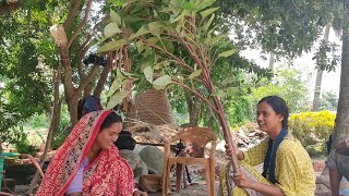 আজ রান্না হল বট গাছ ভাজা !! traditional village cooking || Bangladeshi simple village life vlog
