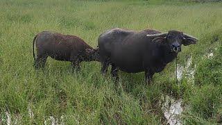 anak kerbau minum susu, buffalo drinking milk