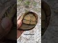 As es la tortuga de caja