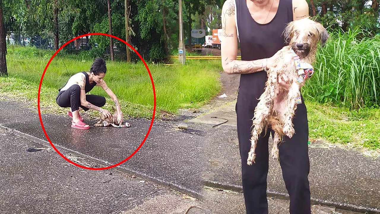 Abandoned Dog Found in the Rain in the Middle of Highway - YouTube