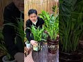 鉢に高い支柱を差し込んでしまう理由 #雑学 #プチ知識 #一分でわかる