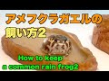 【アメフクラガエル飼い方2 】Ｈow to keep a common rain frog2