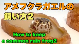 【アメフクラガエル飼い方2 】Ｈow to keep a common rain frog2