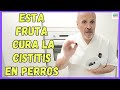 💝 ¿COMO USAR LOS ARANDANOS ROJOS PARA LA INFECCIÓN DE ORINA Y CISTITIS EN PERROS?💝