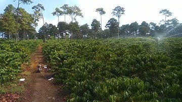 5 Béc Bướm Thành Phát (TP02) Cho 3 Sào Cà Phê Đủ Nước