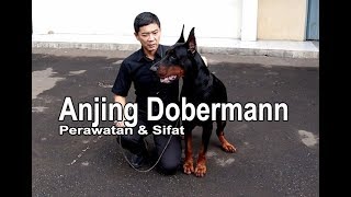 Perawatan & Sifat Anjing Dobermann Bersama William Soedharman 'Dockermann Kennel'