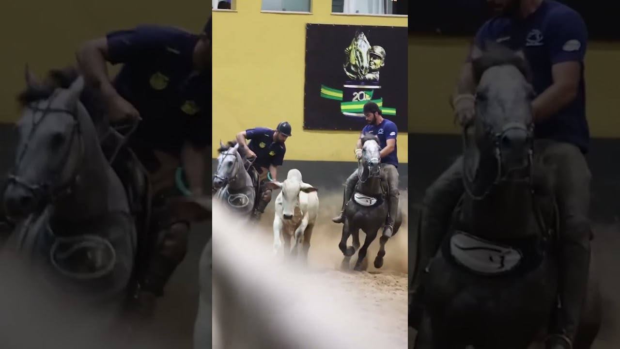 Vaii boiiii!  Tchooou 🤪🔥