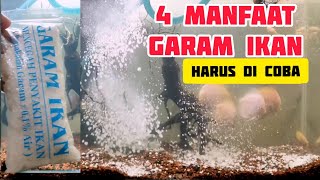 Manfaat Garam Ikan #discus  #ikandiscus #garamikan