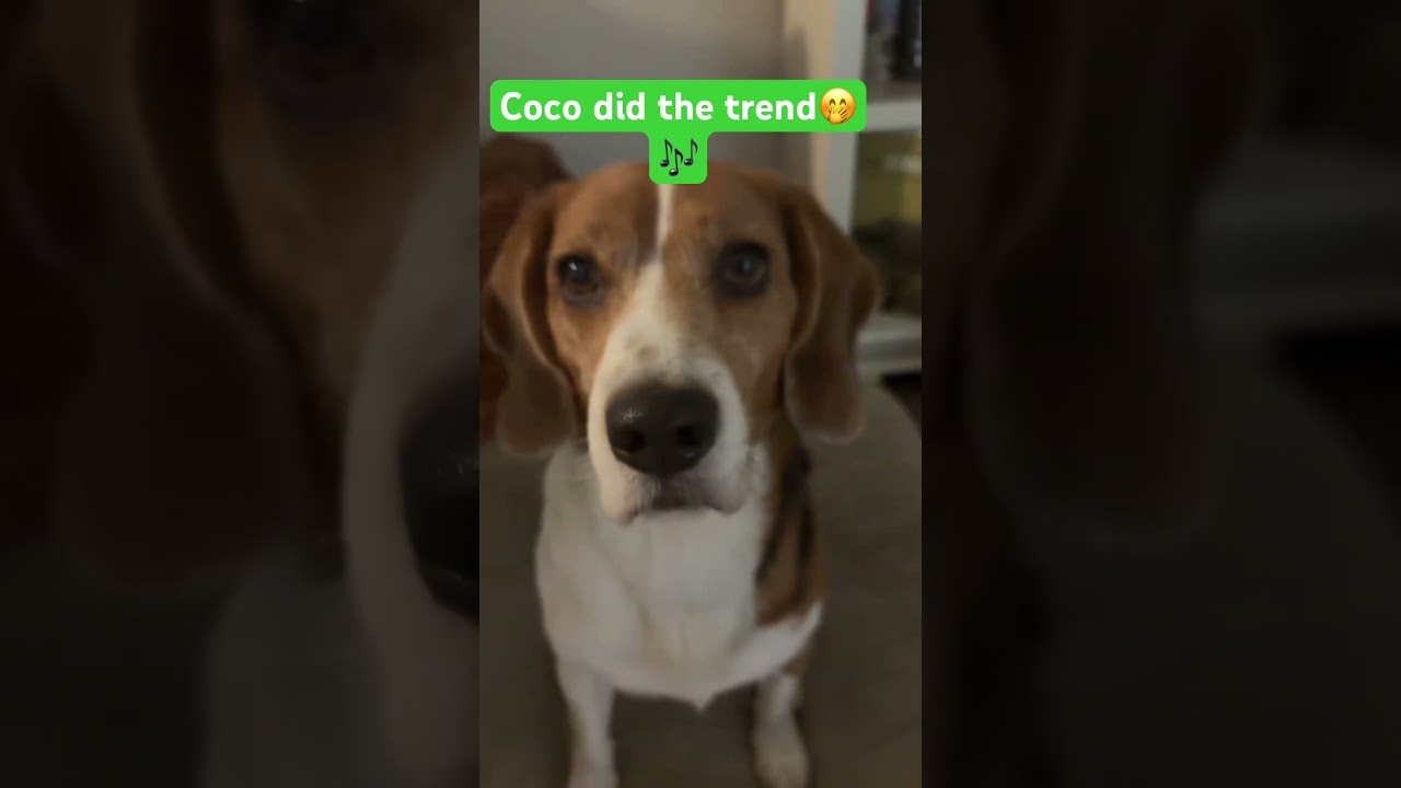 Let’s Go 1000 family💛Coco vibes only🔥🎶