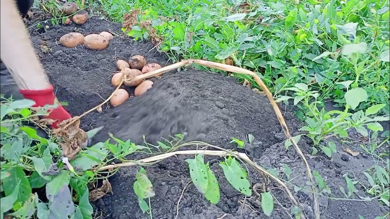 Как сушить картофель после выкапывания на зиму