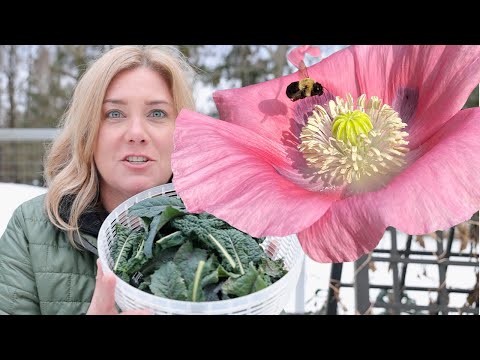 Videó: Rooted Poppy Care – Mi az alpesi gyökeres máknövény